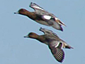 Eurasian Wigeon